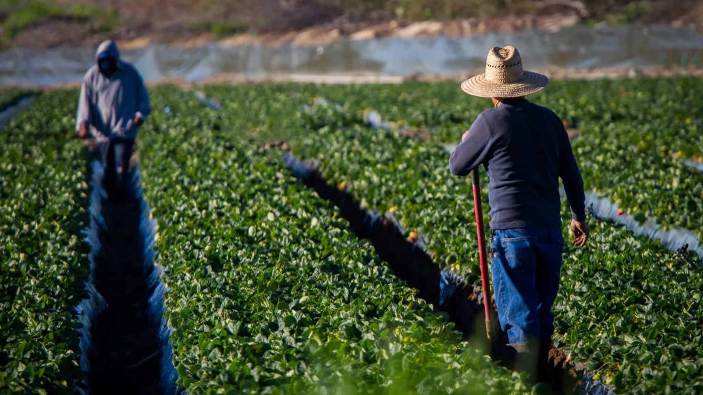 Trump administration accused of trying to cut farm wages